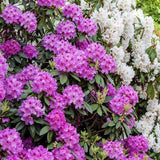 Black Friday - Reduceri Azaleea japoneza (Rhododendron) Roseum Elegans, cu flori roz-lila Promotie