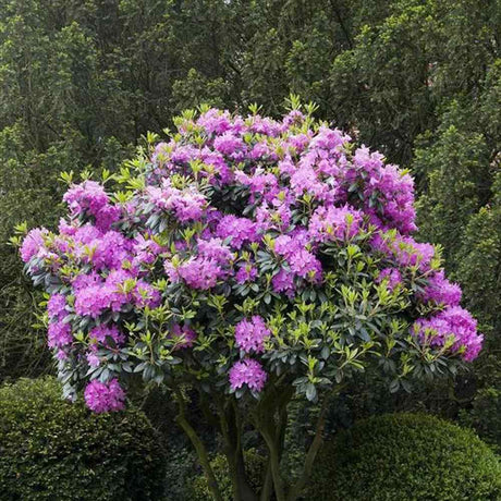 Black Friday - Reduceri Azaleea japoneza (Rhododendron) Roseum Elegans, cu flori roz-lila Promotie