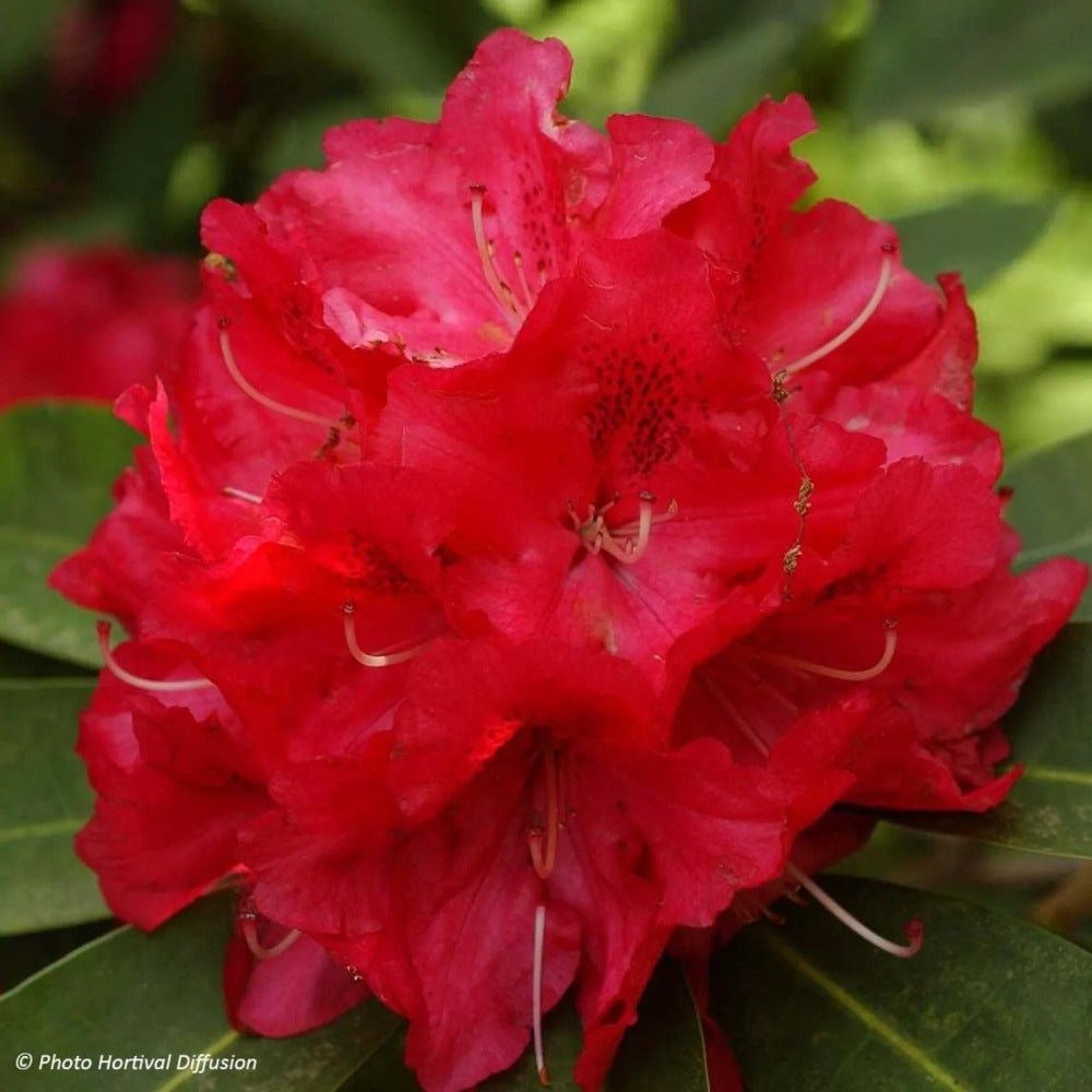 Azaleea japoneza (Rhododendron) Wilgens Ruby, cu flori rosu-rubiniu - VERDENA-livrat in ghiveci de 5 l