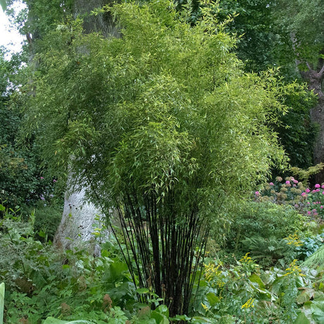 Bambus de Gradina Negru (Phyllostachys Nigra), cu Tijje negre