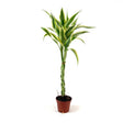 Bambus Norocos/Lucky Dracaena Cintho - 5 tulpini impletite, 50 cm