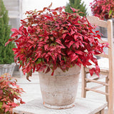 Bambusul sacru Nandina Blushed Pink, 25-30 cm inaltime, in ghiveci de 2L