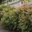 Bambusul sacru Nandina Gulfstream, 50-60 cm la livrare, in ghiveci de 32 L