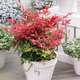 Bambusul sacru Nandina Obsessed, 50-60 cm la livrare, in ghiveci de 32 L