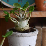 Baobab Bonsai (Adenium Ansu Baobab) - VERDENA-15 cm inaltime livrat in ghiveci de 1.2 l