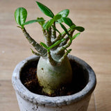 Baobab Bonsai (Adenium Ansu Baobab) - VERDENA-15 cm inaltime livrat in ghiveci de 1.2 l