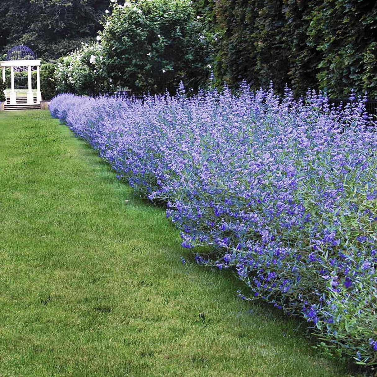 Barba albastra (Caryopteris) Heavenly Blue, 15-25 cm inaltime, in ghiveci de 4L