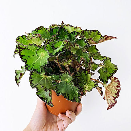 Begonia Fem, cu frunze decorative verzi-inchis lucios - VERDENA-20-25 cm inaltime, livrat in ghiveci de 1.2 l