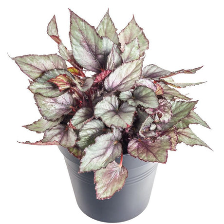 Begonia Maori Haze, cu frunze decorative verde-argintiu si venatii roz