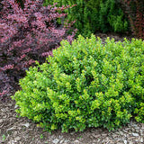 Black Friday - Reduceri Berberis Japoneza Kobold, tarator, cu frunzis verde-emerald Promotie