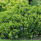 Black Friday - Reduceri Berberis Japoneza Kobold, tarator, cu frunzis verde-emerald Promotie