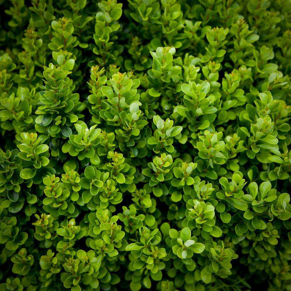 Black Friday - Reduceri Berberis Japoneza Kobold, tarator, cu frunzis verde-emerald Promotie