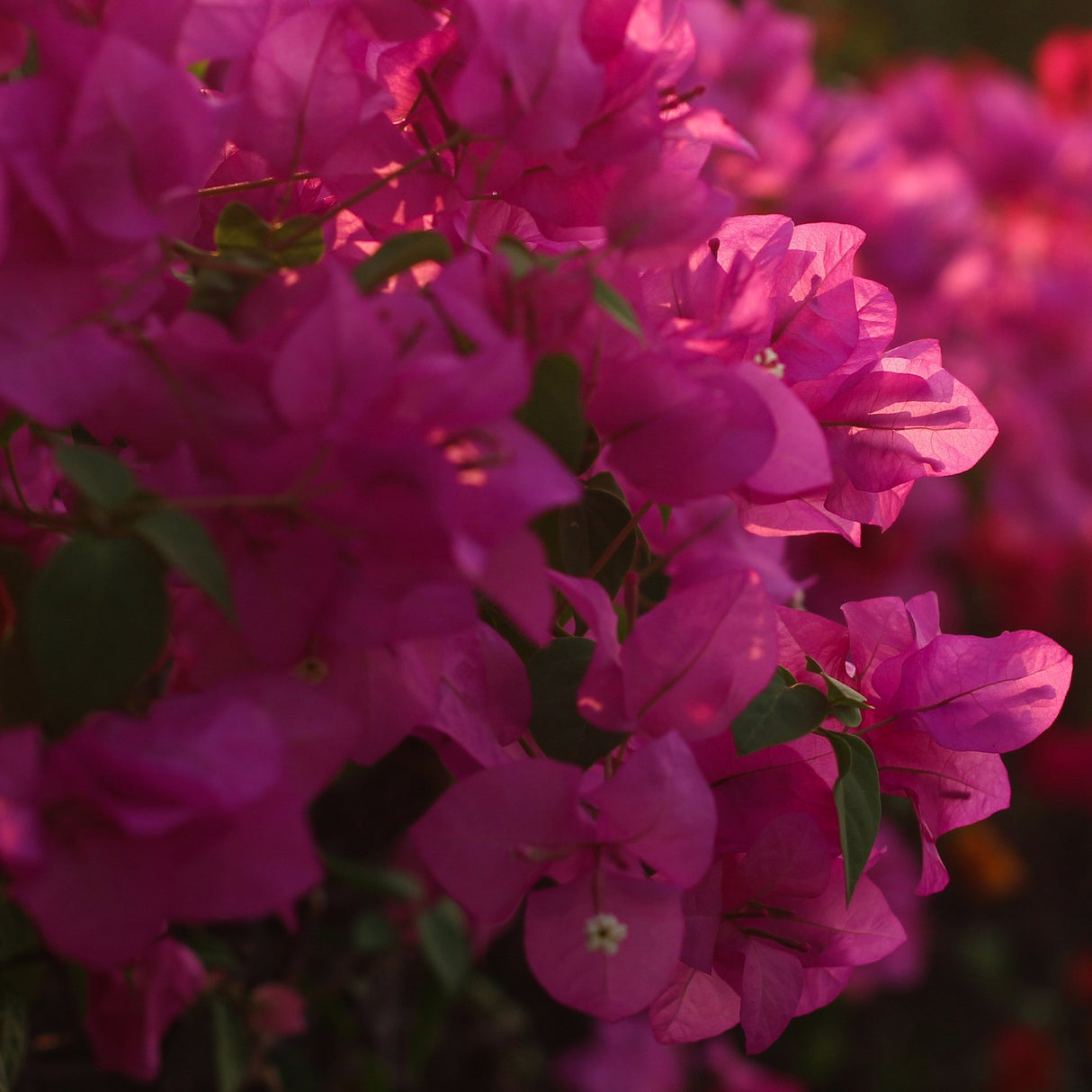 Bougainvillea, 30-35 cm inaltime, in ghiveci de 4L