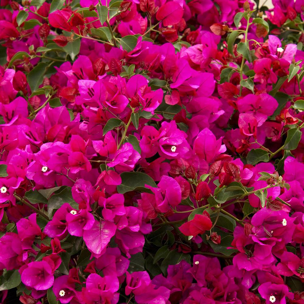 Bougainvillea, 30-35 cm inaltime, in ghiveci de 4L