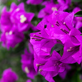 Bougainvillea, 30-35 cm inaltime, in ghiveci de 4L