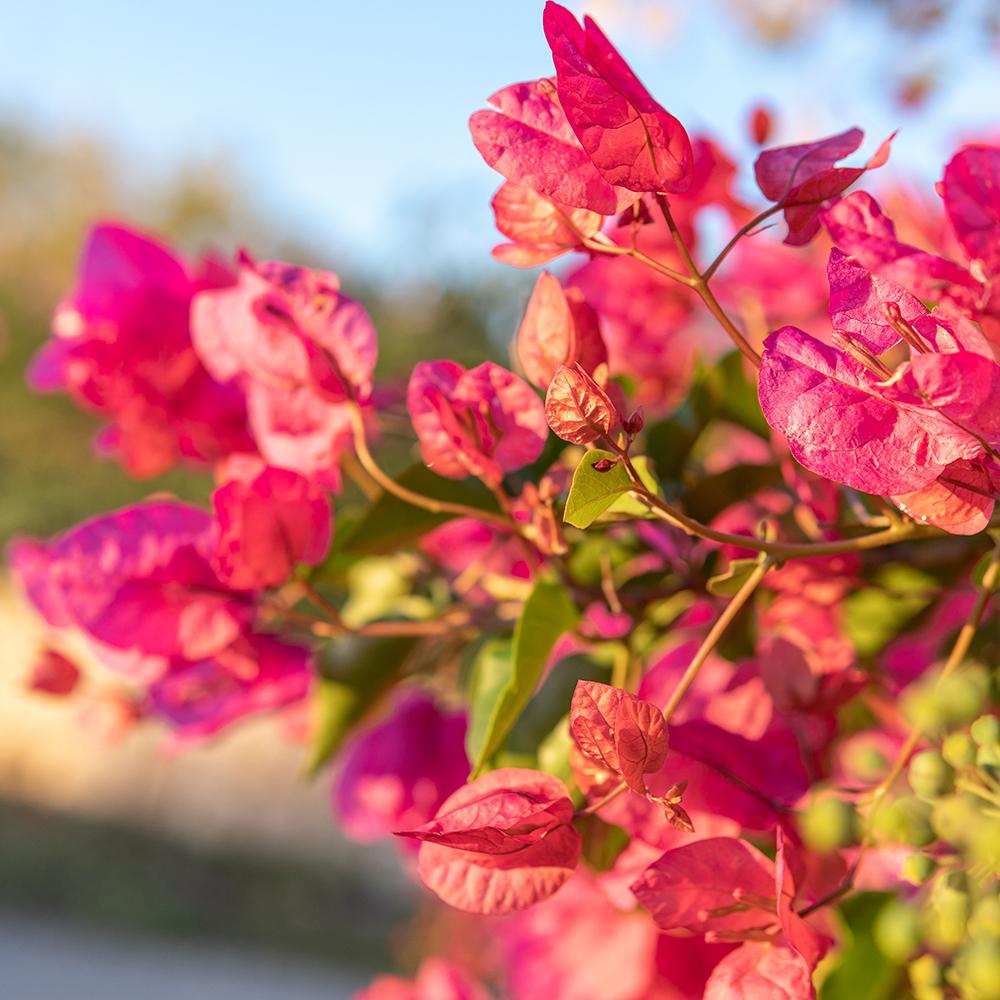 Bougainvillea Sanderiana - 150 cm, livrat in ghiveci cu diametru de 60cm si 50cm inaltime