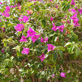 Bougainvillea Sanderiana - 150 cm, livrat in ghiveci cu diametru de 60cm si 50cm inaltime