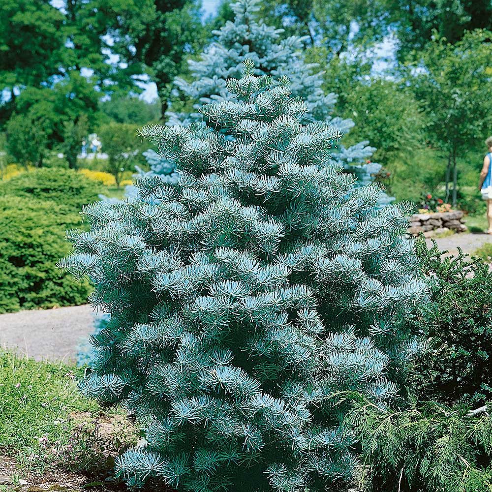 Brad Alb (Abies Concolor) - VERDENA-100-125 cm inaltime, livrat cu balot