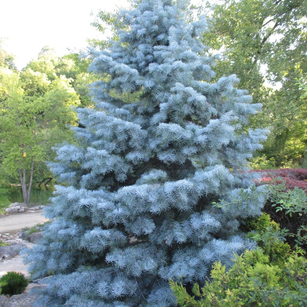 Brad Alb (Abies Concolor Blue Cloak) - VERDENA-100-125 cm inaltime, livrat cu balot