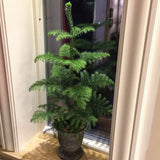 Black Friday - Reduceri Brad de Camera (Araucaria Heterophylla) - 100 cm Promotie