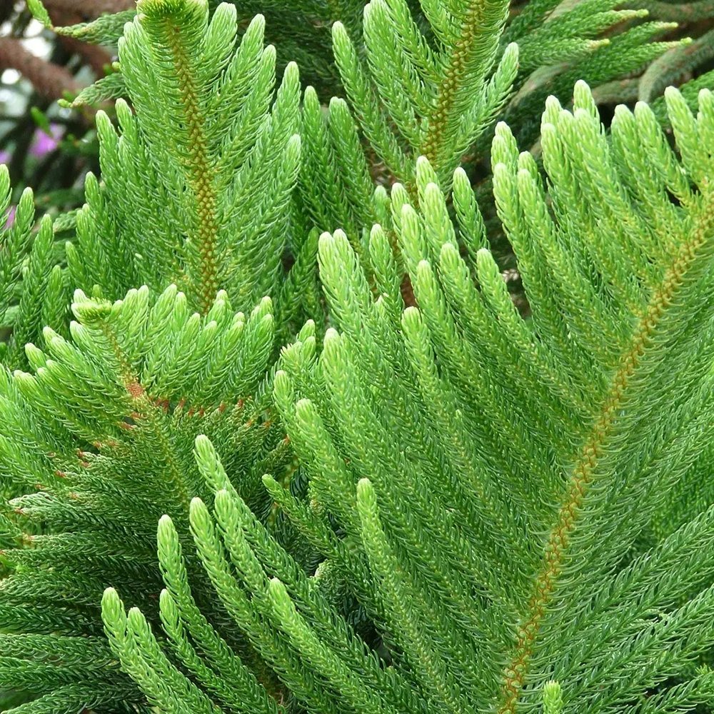 Black Friday - Reduceri Brad de Camera (Araucaria Heterophylla) - 100 cm Promotie