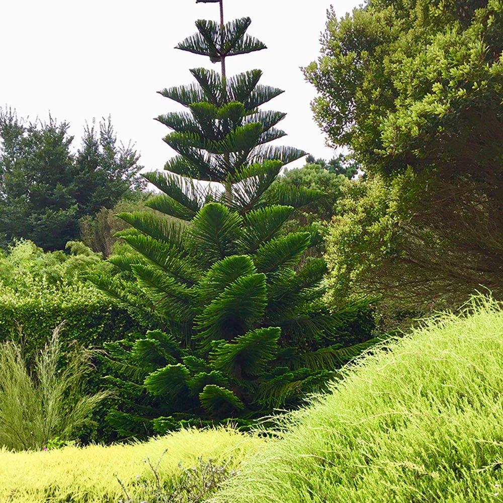 Black Friday - Reduceri Brad de Camera (Araucaria Heterophylla) - 100 cm Promotie