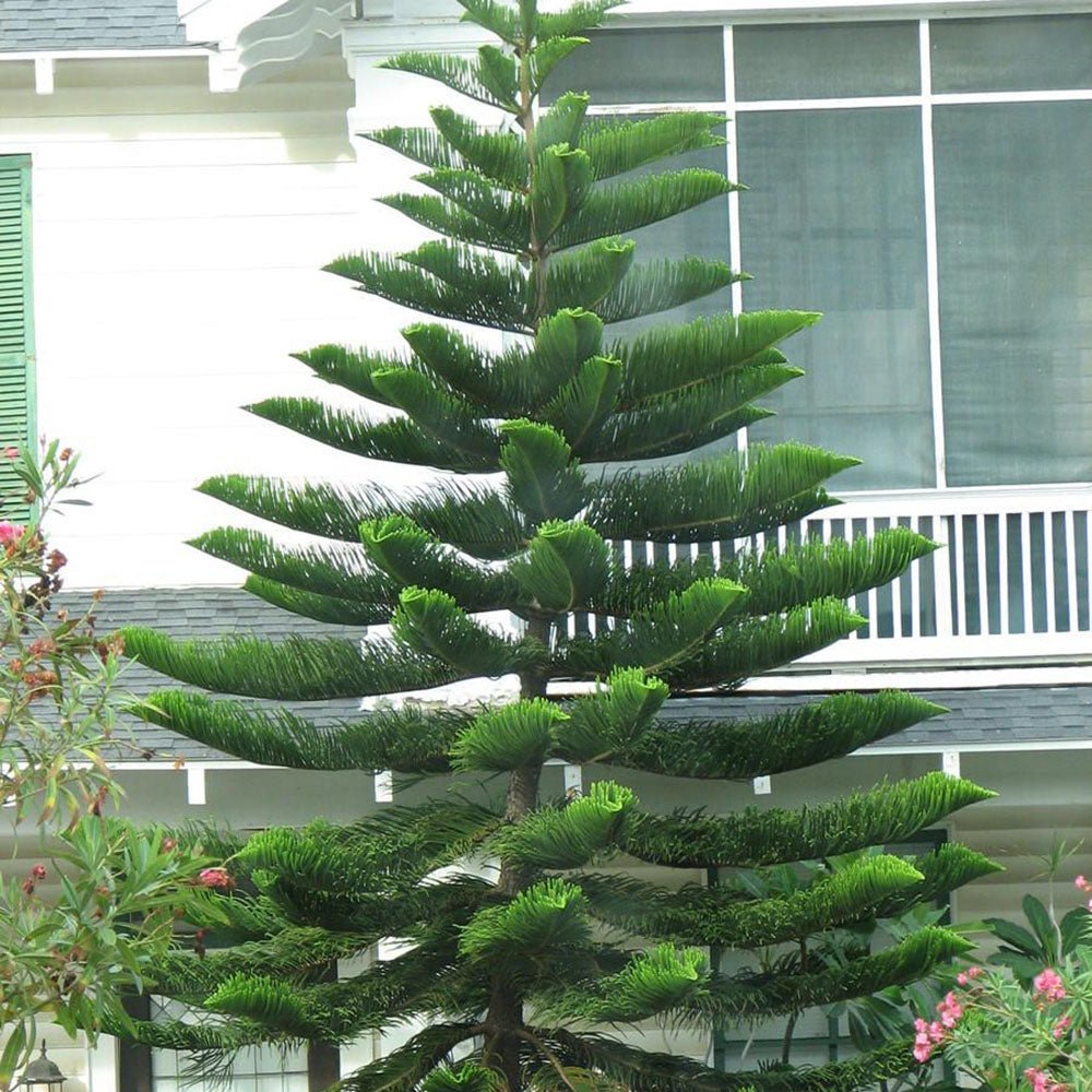 Black Friday - Reduceri Brad de Camera (Araucaria Heterophylla) - 100 cm Promotie