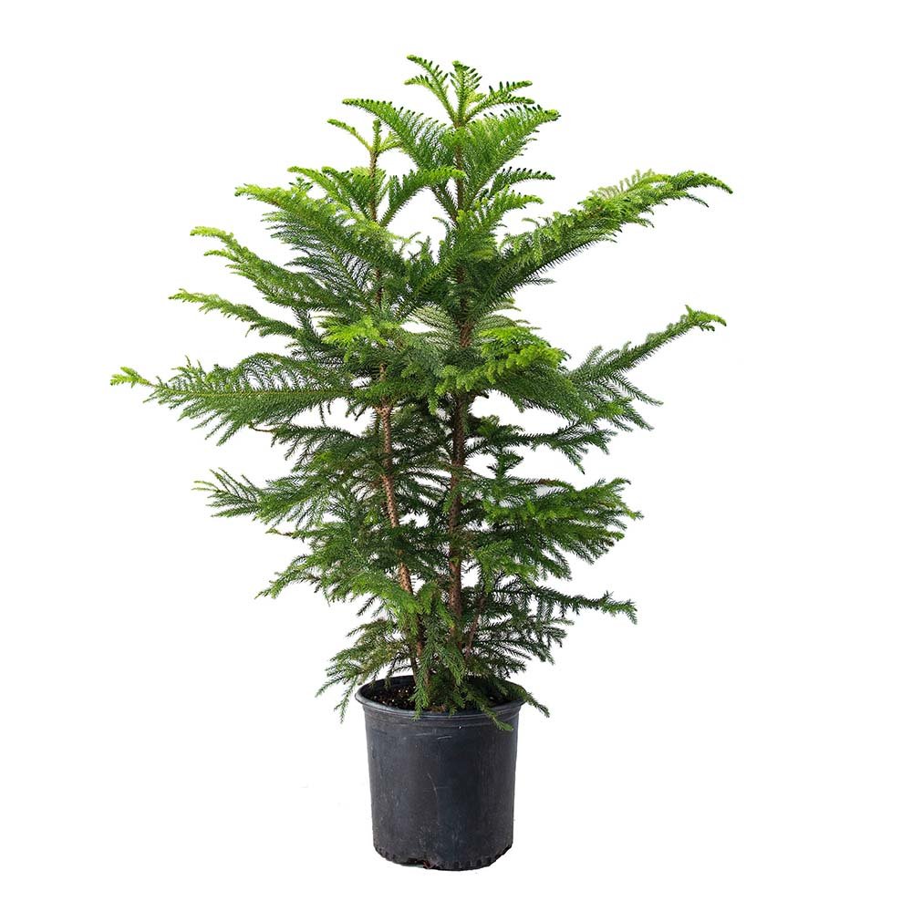 Black Friday - Reduceri Brad de Camera (Araucaria Heterophylla) - 100 cm Promotie