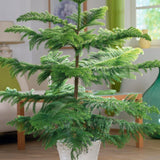 Black Friday - Reduceri Brad de Camera (Araucaria Heterophylla) - 100 cm Promotie