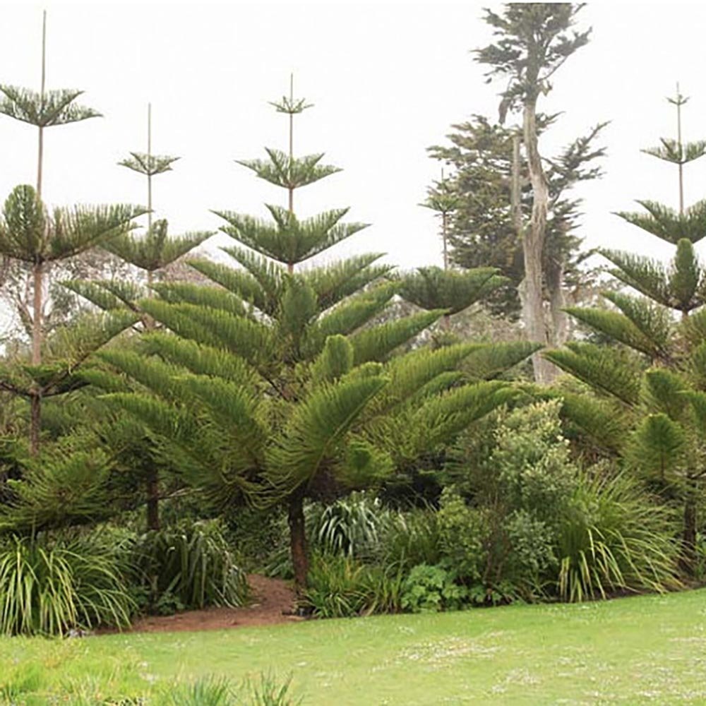 Brad de camera (Araucaria heterophylla) - 45 cm - VERDENA-45 cm inaltime livrat in ghiveci de 1.5 L