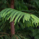 Brad de camera (Araucaria heterophylla) - 45 cm - VERDENA-45 cm inaltime livrat in ghiveci de 1.5 L