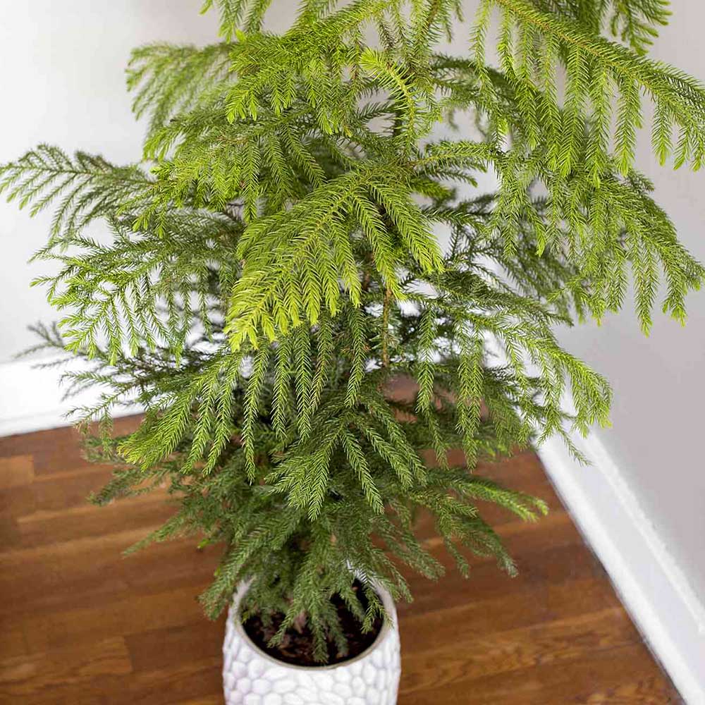 Brad de camera (Araucaria heterophylla) - 45 cm - VERDENA-45 cm inaltime livrat in ghiveci de 1.5 L