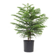 Black Friday - Reduceri Brad de Camera (Araucaria Heterophylla) - 100 cm Promotie