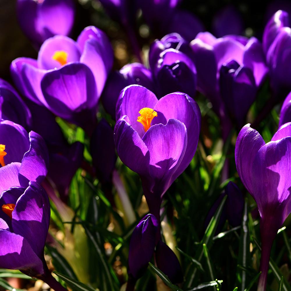 Bulbi Branduse Flower Record (5 Bucati/Pachet)