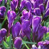 Bulbi Branduse Flower Record (5 Bucati/Pachet)