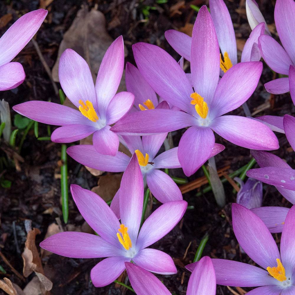 Branduse mov, roz sau alb (Crocus) - ghiveci cu 3 bulbi - VERDENA-flori albe, ghiveci de 0.7 l