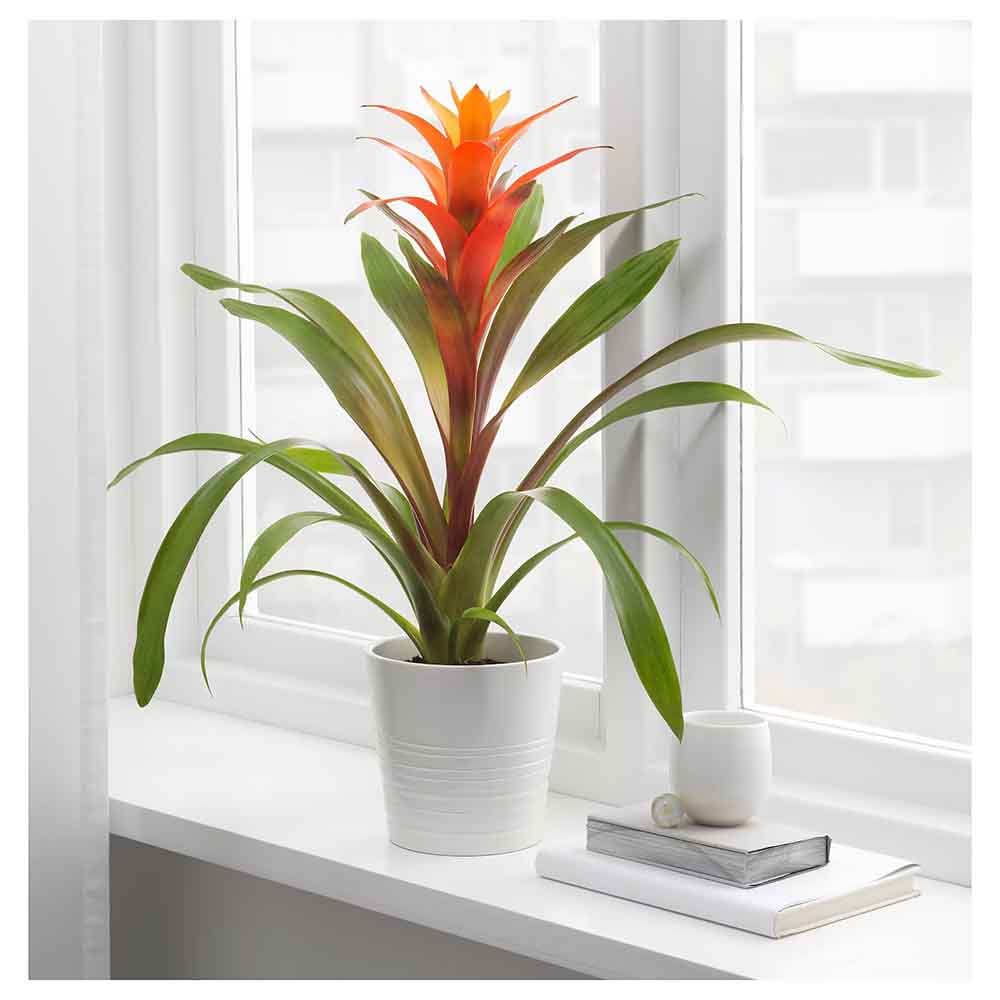 Black Friday - Reduceri Bromelia Florence Portocaliu In Ghiveci Decorativ Promotie