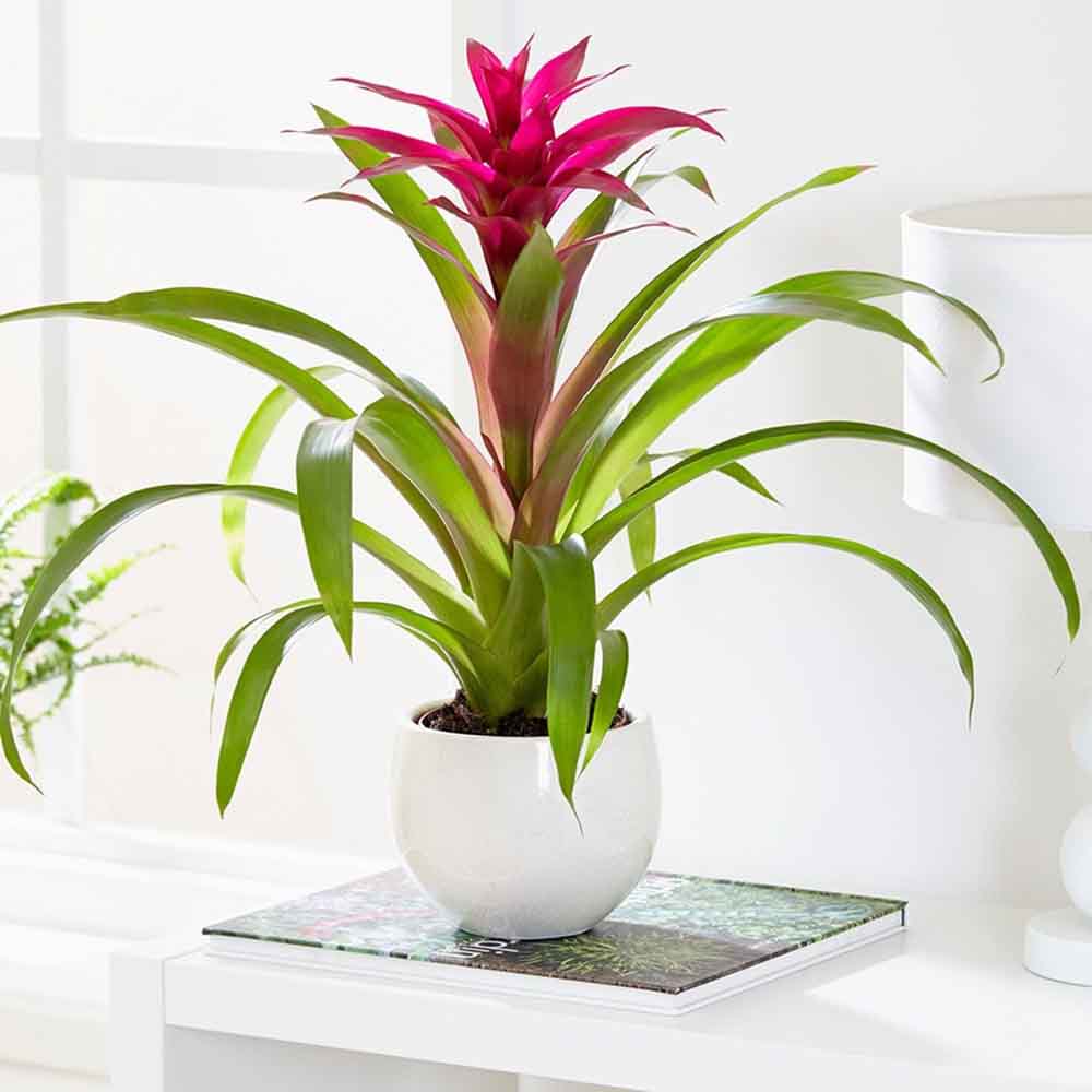 Black Friday - Reduceri Bromelia Florence Roz In Ghiveci Decorativ Promotie