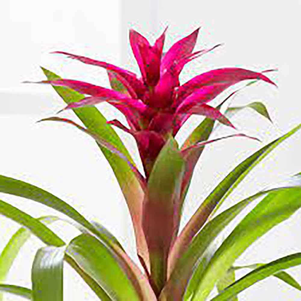 Black Friday - Reduceri Bromelia Florence Roz In Ghiveci Decorativ Promotie