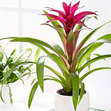 Black Friday - Reduceri Bromelia Florence Roz In Ghiveci Decorativ Promotie