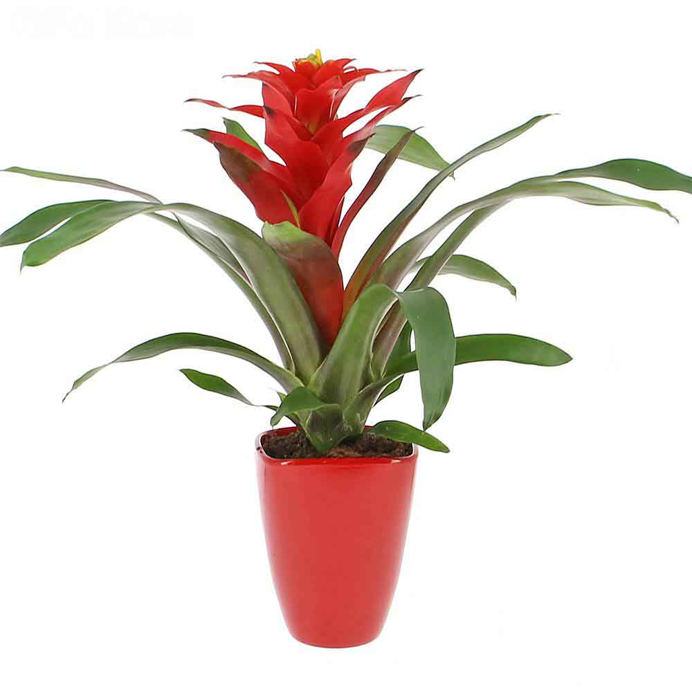 Black Friday - Reduceri Bromelia Florence Rosu In Ghiveci Decorativ Promotie