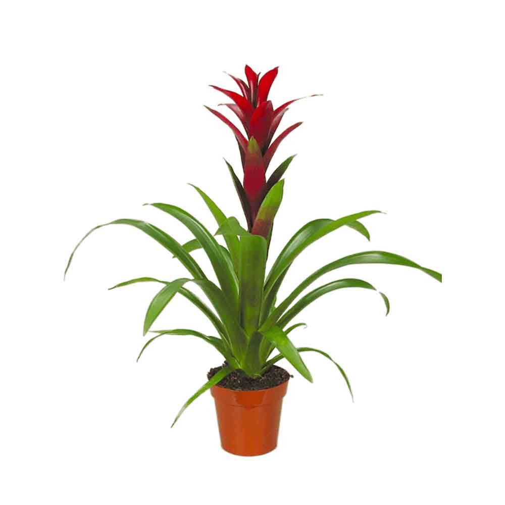 Black Friday - Reduceri Bromelia Florence Rosu In Ghiveci Decorativ Promotie