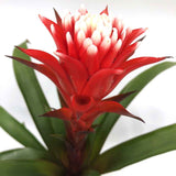 Black Friday - Reduceri Bromelia Florence Rosu In Ghiveci Decorativ Promotie