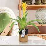 Black Friday - Reduceri Bromelia Florence Galben In Ghiveci Decorativ Promotie