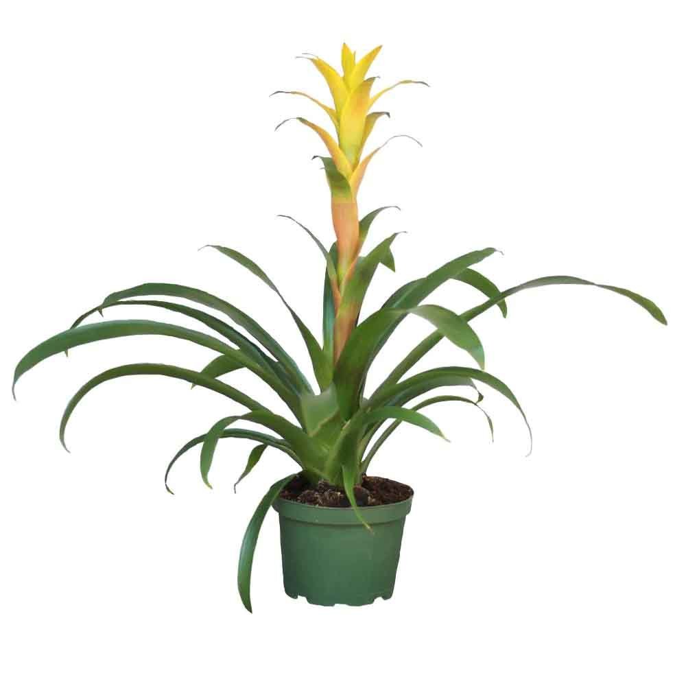 Black Friday - Reduceri Bromelia Florence Galben In Ghiveci Decorativ Promotie