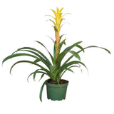 Black Friday - Reduceri Bromelia Florence Galben In Ghiveci Decorativ Promotie