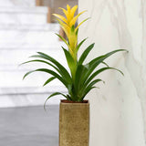 Black Friday - Reduceri Bromelia Florence Galben In Ghiveci Decorativ Promotie