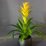 Black Friday - Reduceri Bromelia Florence Galben In Ghiveci Decorativ Promotie