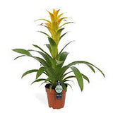 Black Friday - Reduceri Bromelia Florence Galben In Ghiveci Decorativ Promotie