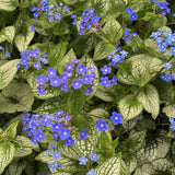 Brunnera Silver Heart - VERDENA-30 cm inaltime livrat in ghiveci de 4 L